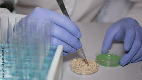 Research of GMO wheat in laboratory. Doctor is conducting an experiment to change genome of  wheat sprout. Creating a genetically modified plant. Laboratory assistant in laboratory of food quality.