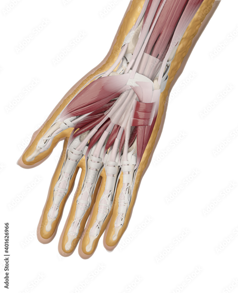 Wrist Hand Anatomy The Easy Way To Identify Flexor Muscles - xtav65x