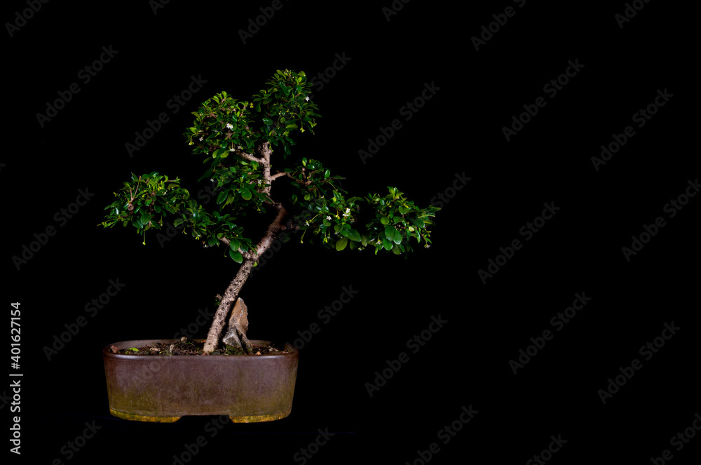 Obraz premium Exquisite Miniature Bonsai Tree - A Captivating Symbol of Nature's Artistry and Serene Beauty, Perfect for Zen Gardens, Home Decor, and Botanical Enthusiasts