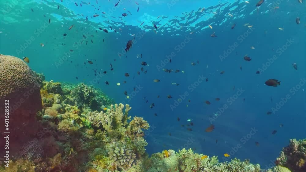 Tropical coral reef seascape with fishes, hard and soft corals. Tropical coral reef seascape with fishes, hard and soft corals.