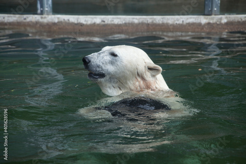 Eisbär