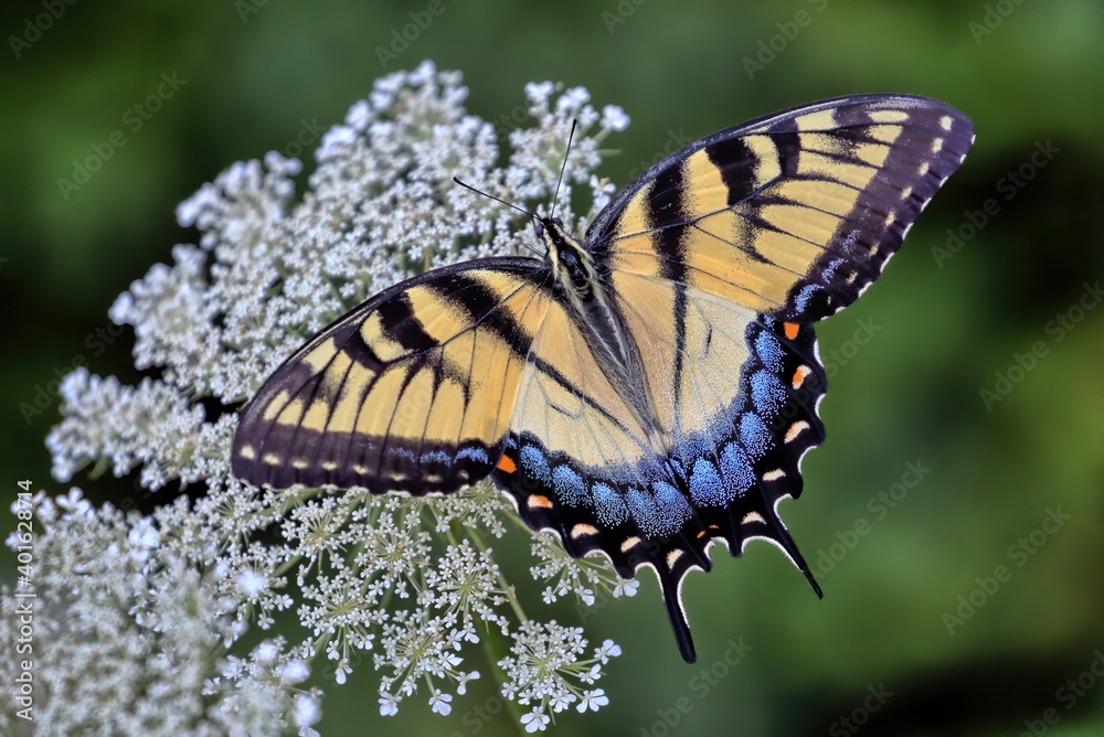 Fototapeta premium A photograph of a colorful Eastern tiger swallowtail butterfly perched upon the white flowers of a Queen Anne's lace with green background.