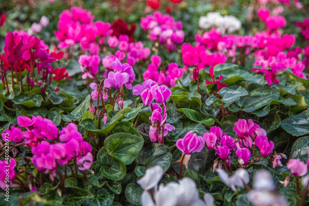 A large glade with a pink cyclamens A large glade with a pink cyclamens