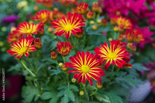 Chrysanthemums of red with yellow colors