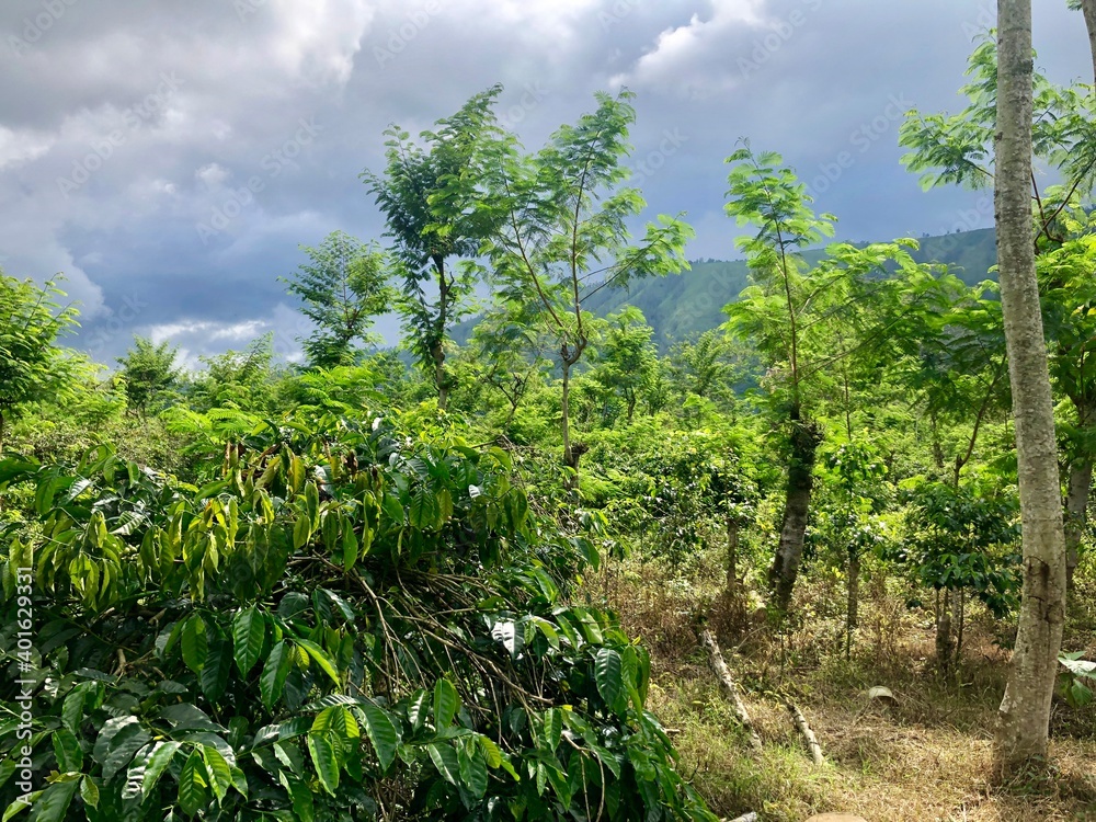 Tea plantation