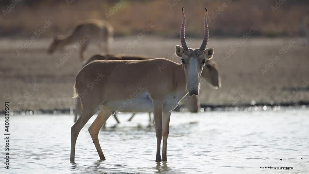 Saigas at a watering place drink water and bathe during strong heat and drought. Saiga tatarica is listed in the Red Book, Chyornye Zemli (Black Lands) Nature Reserve, Kalmykia region, Russia.