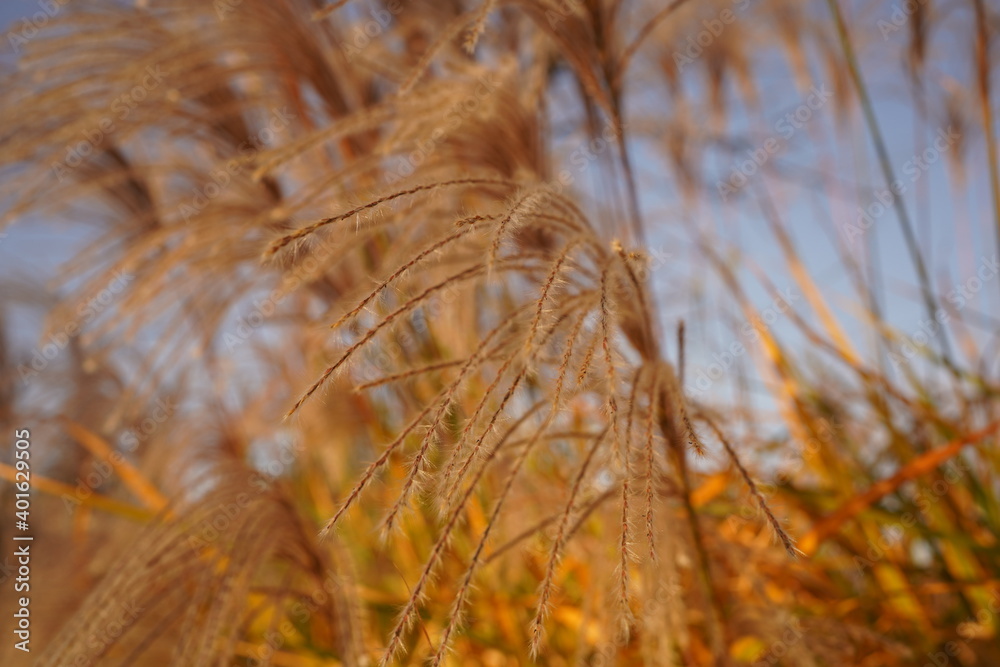 Fototapeta premium reeds in the wind