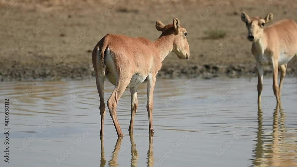 Saigas at a watering place drink water and bathe during strong heat and drought. Saiga tatarica is listed in the Red Book, Chyornye Zemli (Black Lands) Nature Reserve, Kalmykia region, Russia. Saigas at a watering place drink water and bathe during strong heat and drought. Saiga tatarica is listed in the Red Book, Chyornye Zemli (Black Lands) Nature Reserve, Kalmykia region, Russia.