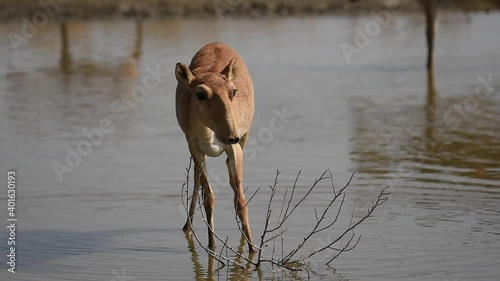 Saigas at a watering place drink water and bathe during strong heat and drought. Saiga tatarica is listed in the Red Book, Chyornye Zemli (Black Lands) Nature Reserve, Kalmykia region, Russia.