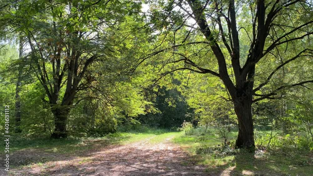 A forest glade illuminated by the bright summer sun. Green trees grow in the glade, casting a cool shade. A forest glade illuminated by the bright summer sun. Green trees grow in the glade, casting a cool shade.