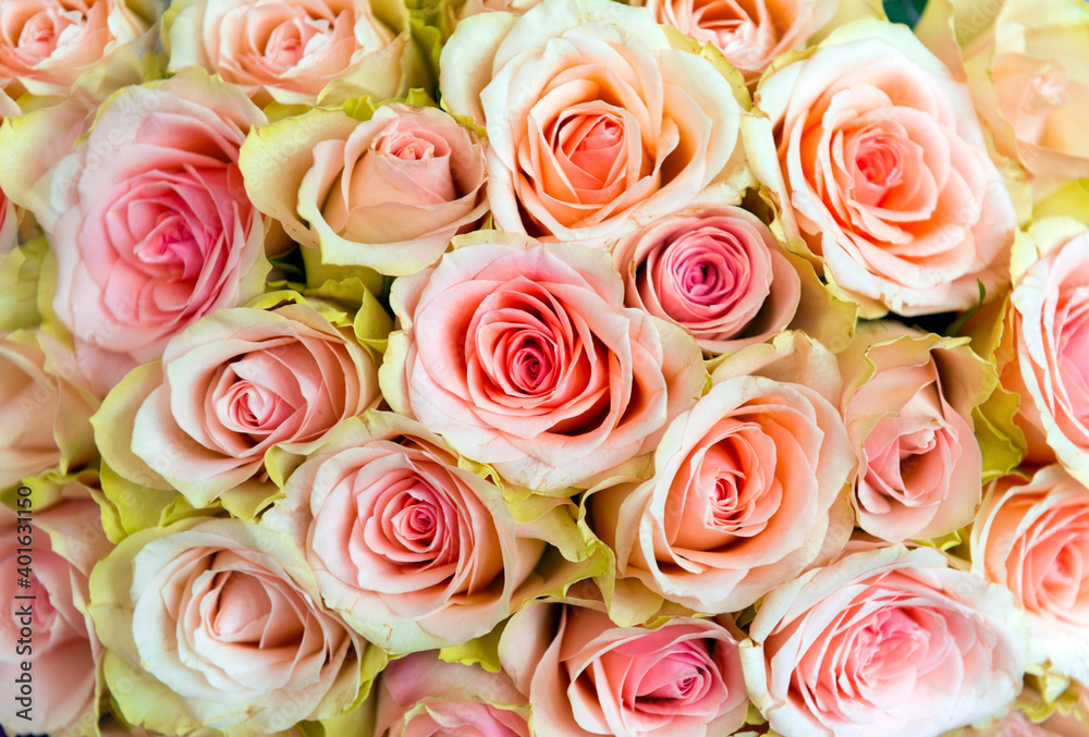 bouquet of pink roses, many flowers, rose petals bouquet of pink roses, many flowers, rose petals
