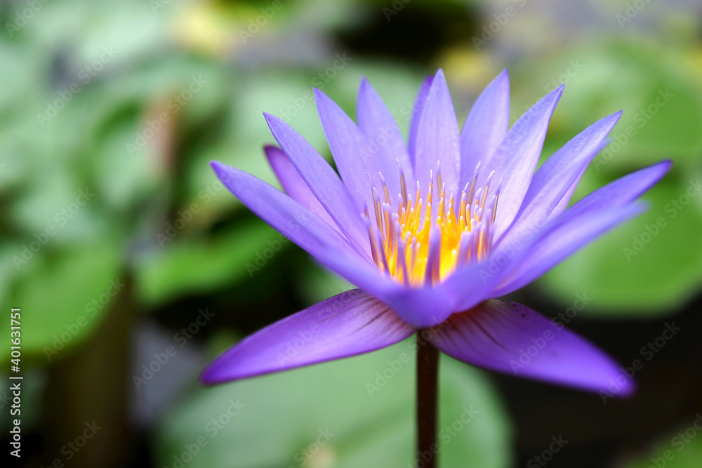 A beautiful purple water lily in the pond. A beautiful purple water lily in the pond.