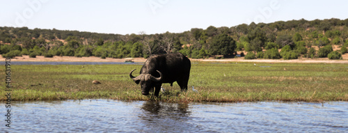 Búfalo bebiendo agua cerca del río en el parque nacional de Chobe. photo