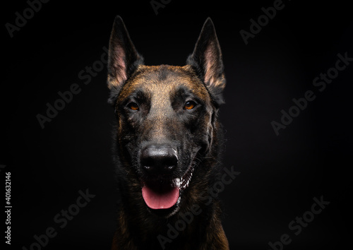 Portrait of a Belgian shepherd dog on an isolated black background.
