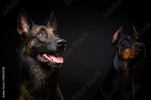 Portrait of a Belgian shepherd dog and a Doberman on an isolated black background. © Evgeny Leontiev