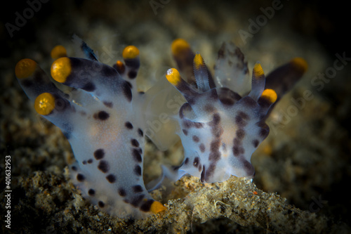 Thecacera Pikachu nudibranch black white and orange on coral reef
