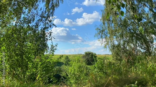 High ripe juicy corn grows in the field. A light breeze blows and the bright summer sun illuminates the field, white clouds float in the blue sky.