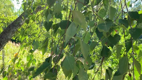 Close-up of green birch leaves swaying in the wind, illuminated by the summer sun on a quiet warm summer day