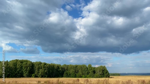 A field of harvested wheat is illuminated by the bright summer sun. White clouds float in the blue sky.