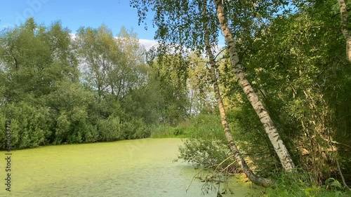 A swamp among trees in a green summer forest, covered with duckweed. Reeds and tall grass grow on the shore.