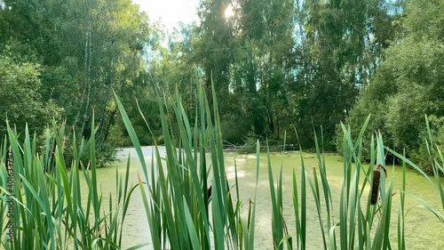 A swamp among trees in a green summer forest, covered with duckweed. Reeds and tall grass grow on the shore.