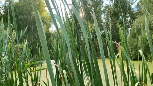 A swamp among trees in a green summer forest, covered with duckweed. Reeds and tall grass grow on the shore.