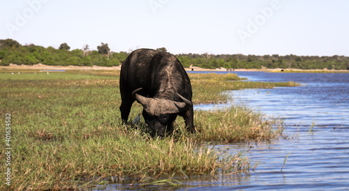 Búfalo comiendo en el parque nacional de Chobe.  photo