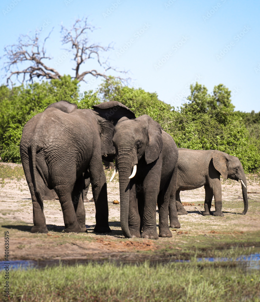 Familia de elefantes en calma, parque nacional de Chobe.