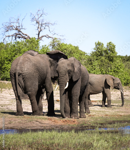 Familia de elefantes en calma  parque nacional de Chobe.