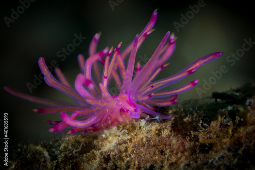 Pink and Purple Nudibranch seaslug on coral reef © Mike Workman