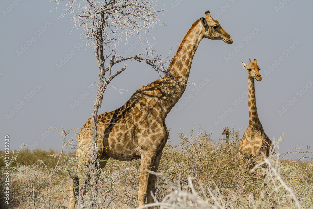 Fototapeta premium Two giraffes at bushland at Etosha National Park, Namibia