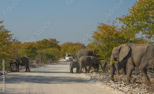 Herd of african elephants crossing a road with car approaching at Etosha National Park, Namibia photo