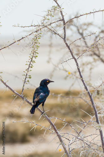 Glossy starling sitting in bush at Etosha National Park, Namibia