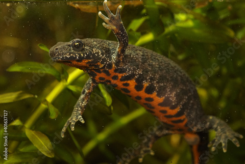 Balkan crested newt or Buresch's crested newt ( Triturus ivanbureschi )