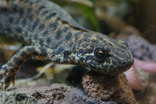 Balkan crested newt or Buresch's crested newt ( Triturus ivanbureschi )