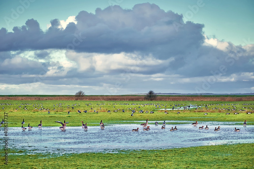 Wildgänse in der Ruhezone in den Salzwiesen, Wattenmeer, Ostfriesland