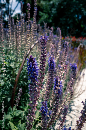 Purple flowers