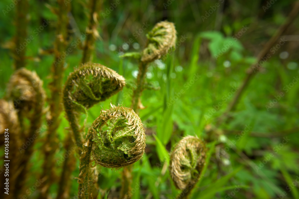 Curled up young ferns in the green forest Curled up young ferns in the green forest