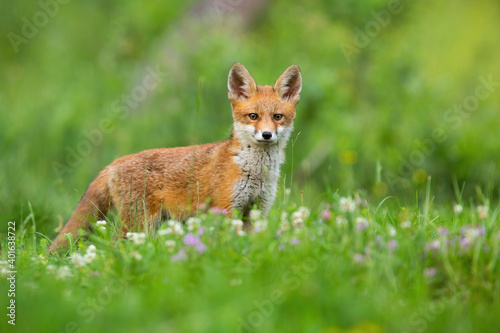 Young red fox, vulpes vulpes, standing on meadow in springtime nature. Juvenile orange mammal looking on grassland in summer. Little predator observing on green glade with wildflowers. © WildMedia