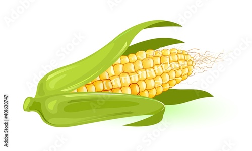 Yellow corn wrapped in green leaves. Vector nutritious veggie harvest from farm, organic and dietary product for vegetarians, sweet meal, agriculture idea isolated on white background
