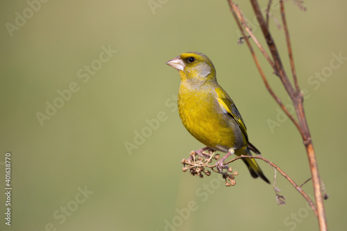 Male european greenfinch, chloris chloris, sitting on dry plant with copy space in spring nature. Songbird bird resting on a stem illuminated by morning sun with green blurred background.