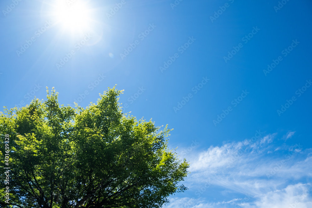 Fototapeta premium 風景素材 爽やかな初夏の青空
