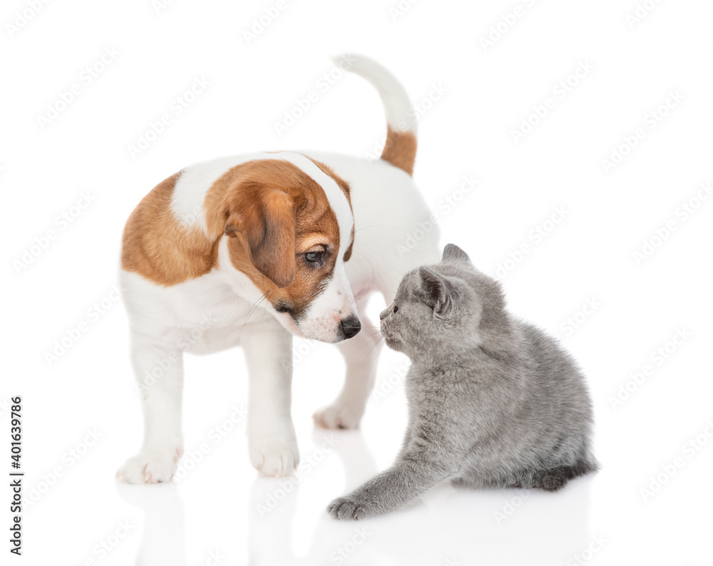 Playful jack russell terrier puppy sniffs tiny scottish kitten. isolated on white background
