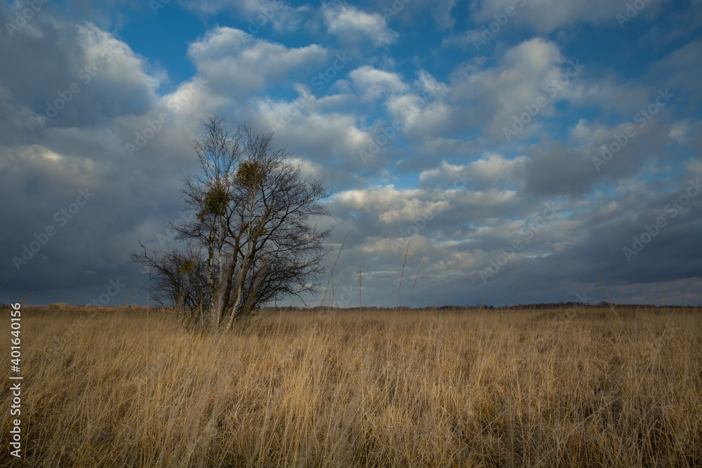 Trees growing on dry meadows with tall grasses