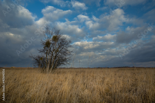Trees growing on dry meadows with tall grasses