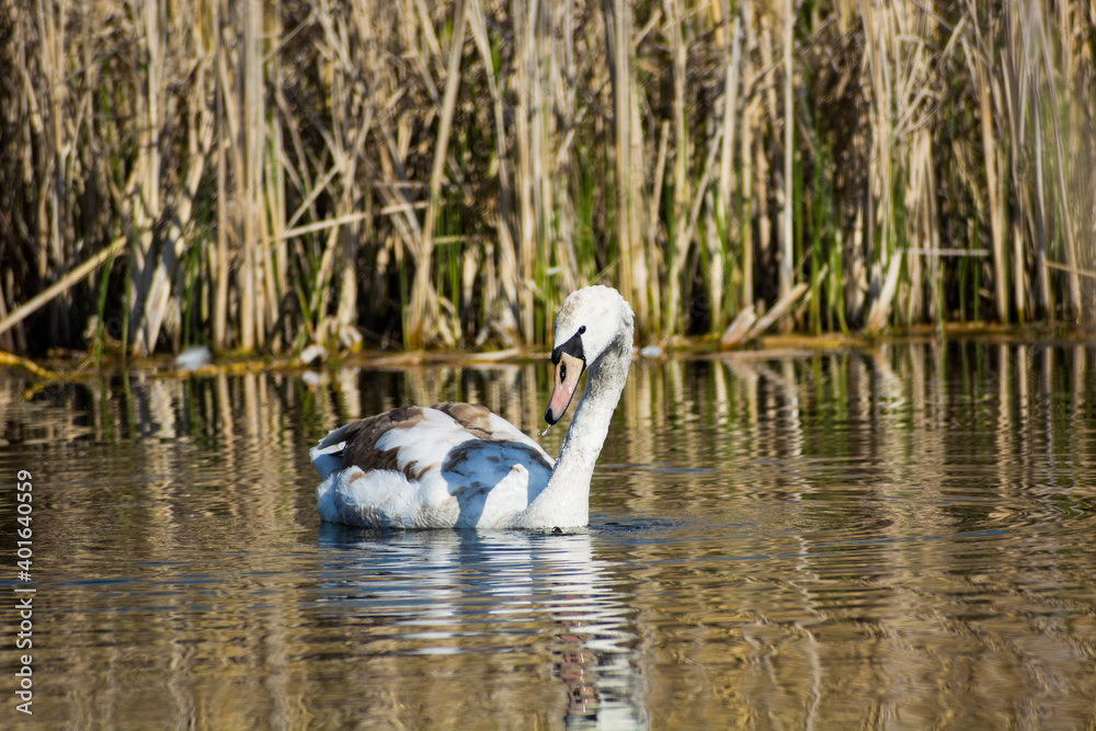 Single young mute swan floating in water Single young mute swan floating in water