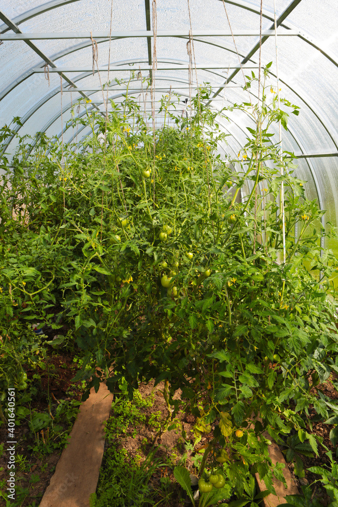 Greenhouse with tomatoes. Farming, gardening, growing vegetables in a closed transparent room