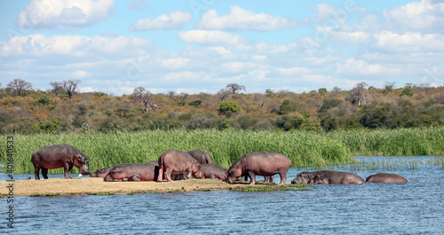 Wild hippos rest on the island and in the water of the Zambezi River