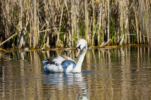 Single young mute swan floating in water