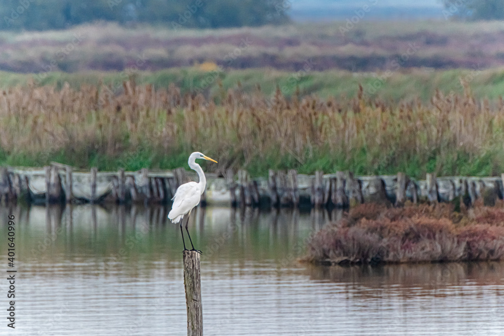 Fototapeta premium Heron